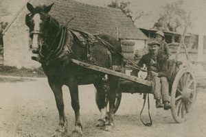 Picture of Horse and Cart
