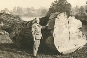 Eric Whatton alonside large felled oak tree