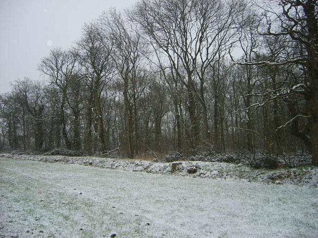 Picture of woods in winter.