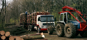 Picture of forest clearing work