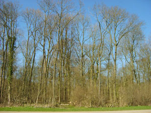 Picture of woodland prior to thinning