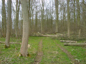 Picture of woodland thinned